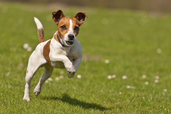 cachorros jack russell terrier