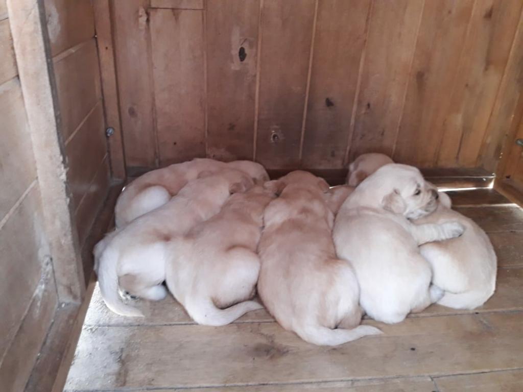 en Venta Lindos Golden Retriever