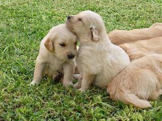 hermosos cachorros golden retriver