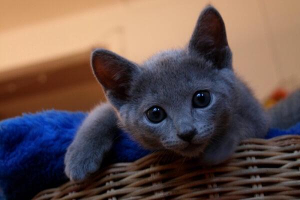 vendo gatitos rusos azules