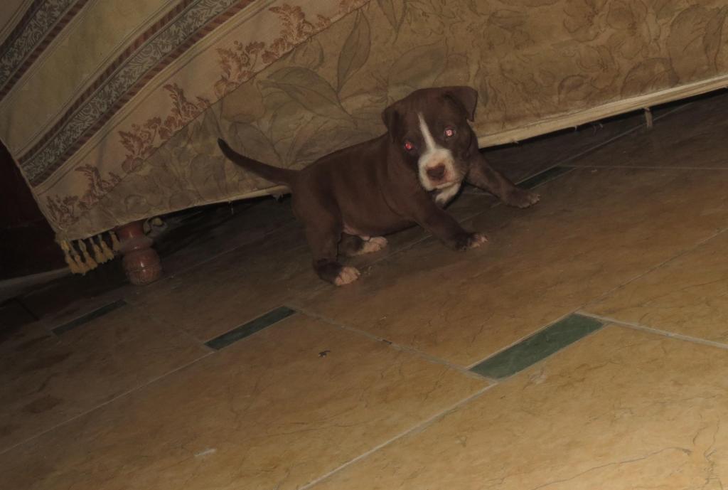 venta de pitbulls