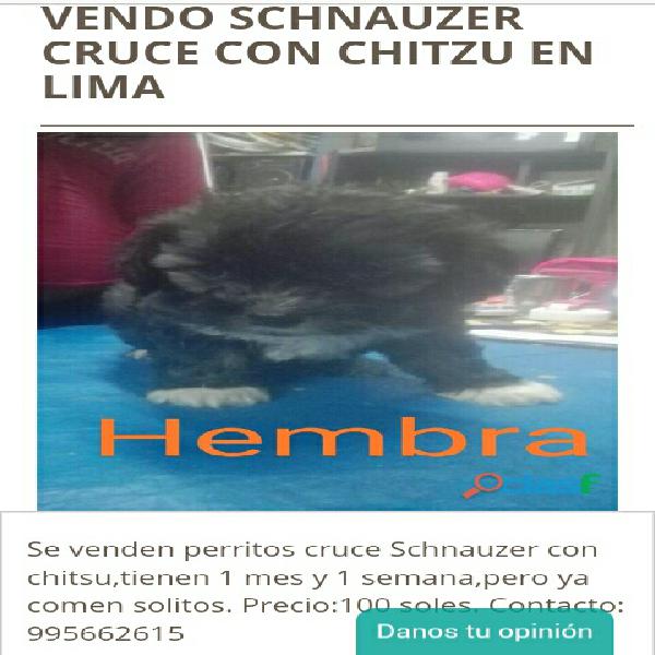 Se vende cachorro schnauzer cruce con chitzu en Lima