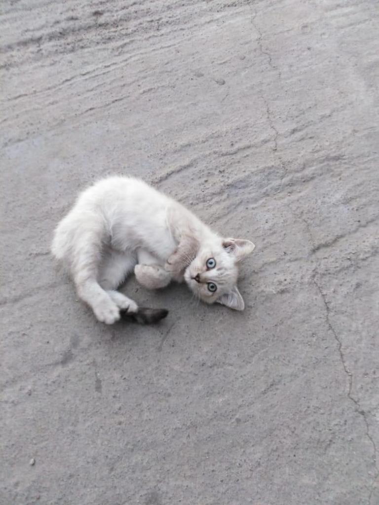 1 gatita hembrita persa himalaya 3 meses de nacida