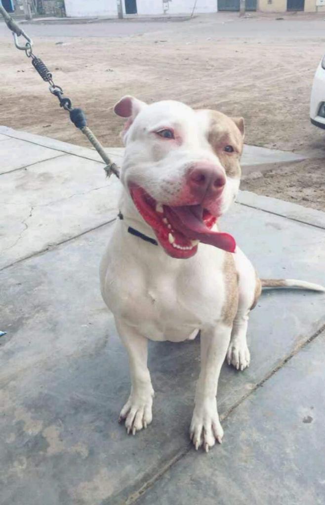 Américan Pitbull Terrier para Monta