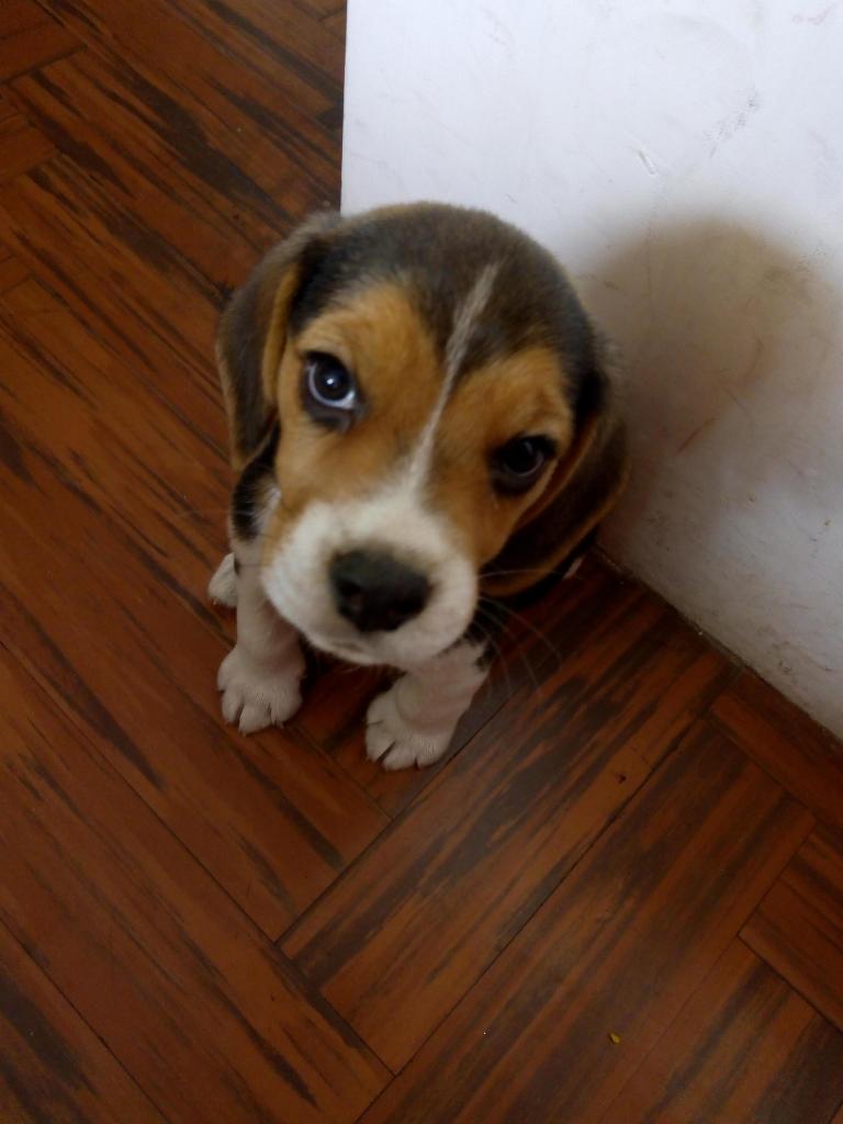 Beagle
