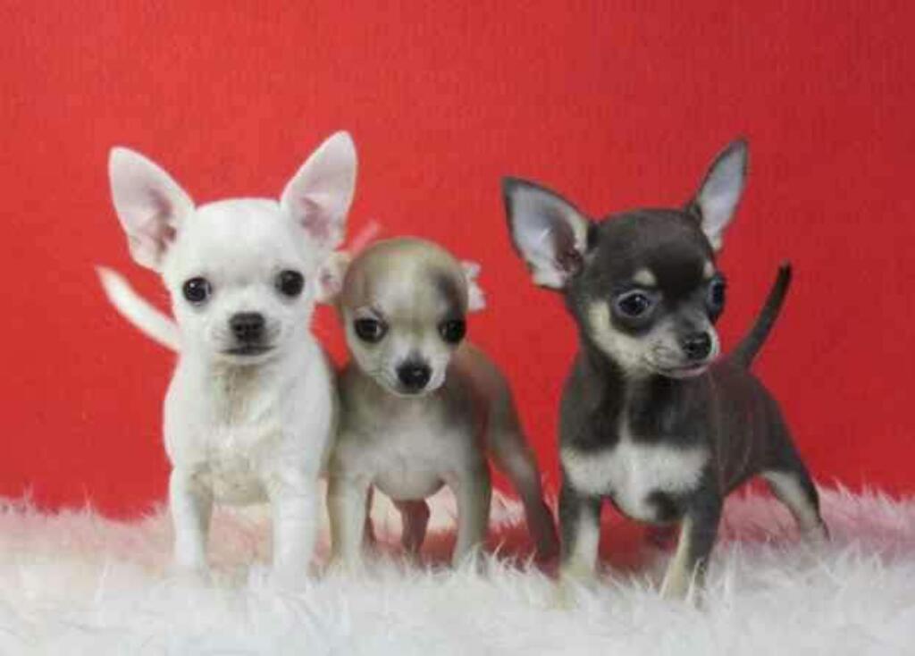 Bellos Chihuahuas Toy Comparelos