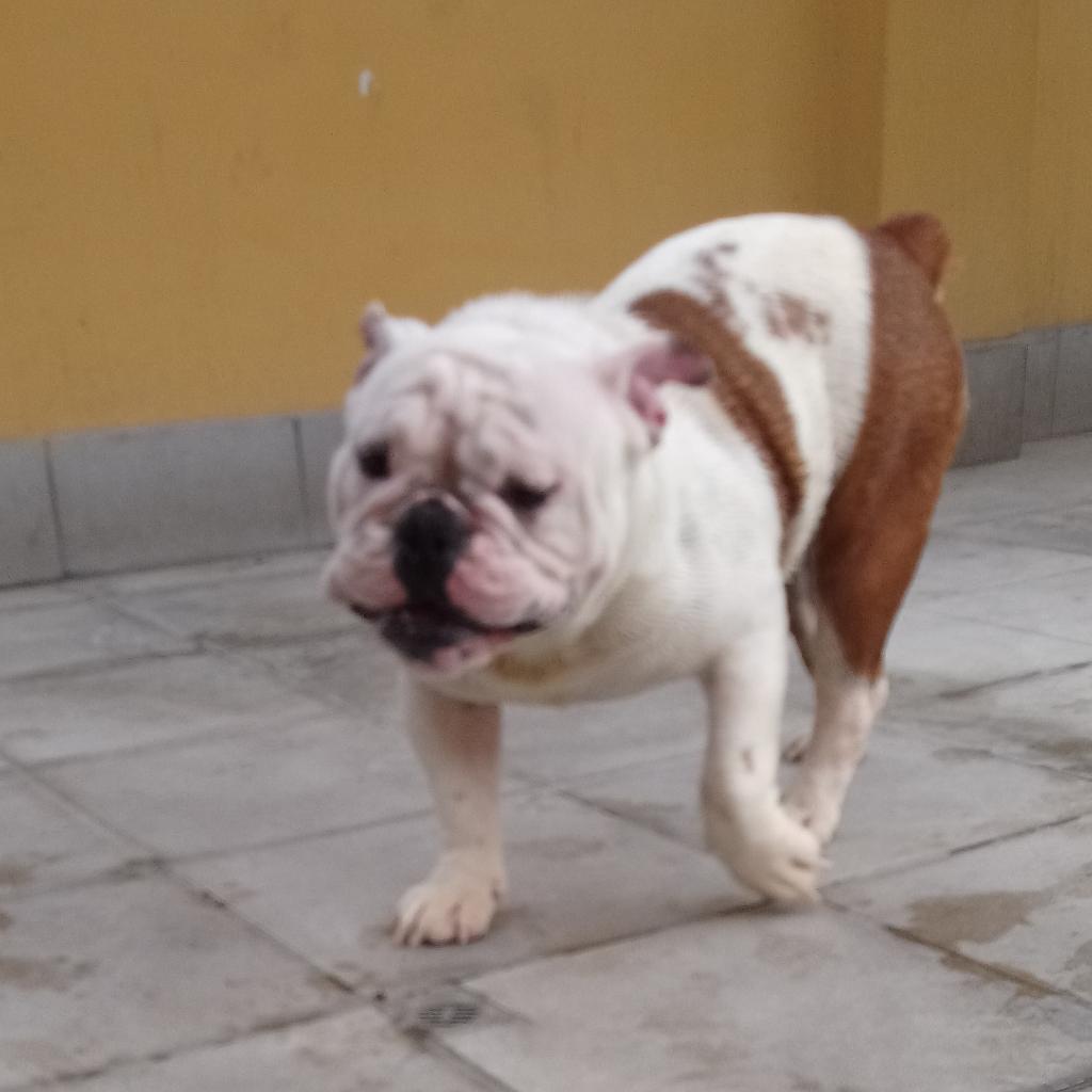Buldog Ingles