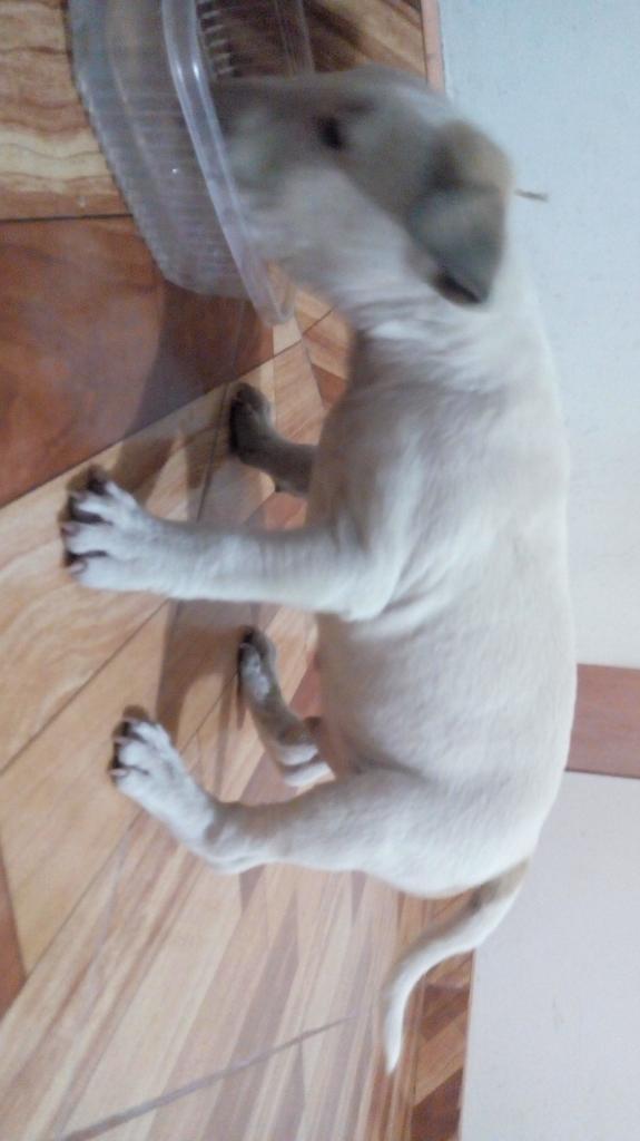 Bull Terrier Macho 550