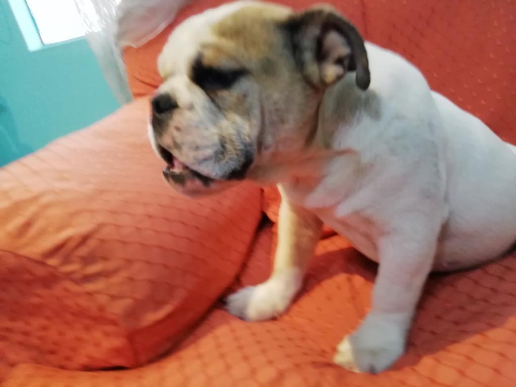 Bulldog Ingles 3 Meses, Hembritas