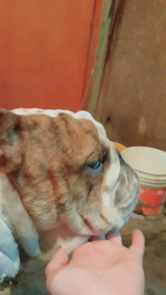 Bulldog para Monta