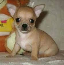 CHIHUAHUA 