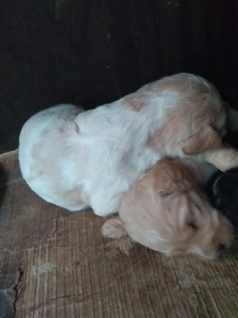 Cachorritos Poodle Y Cocker