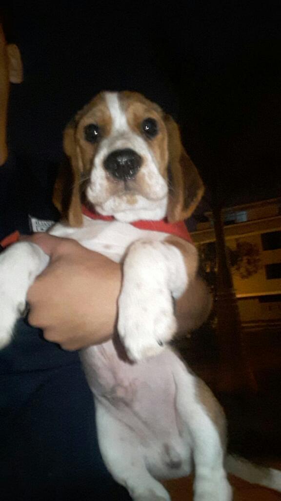 Cachorro Beagle