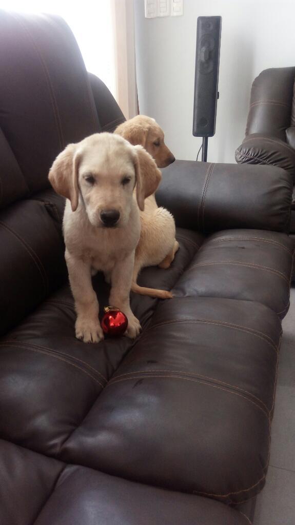 Cachorro Labrador Retriever