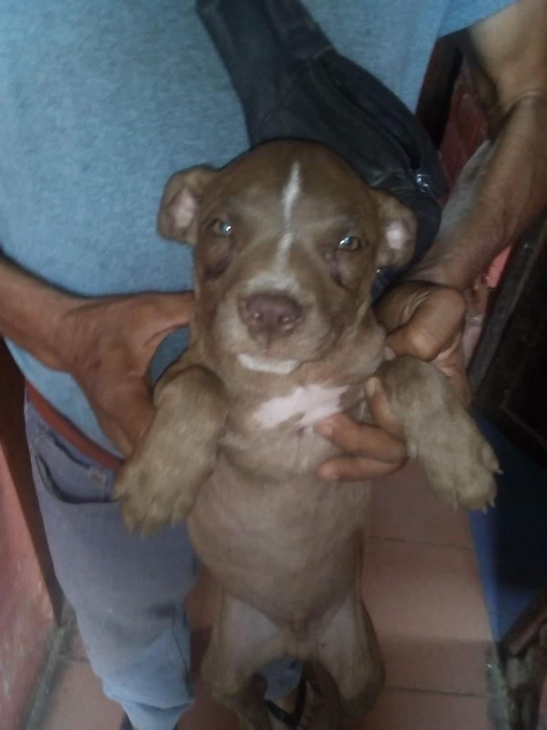 Cachorro pitbull red nose 