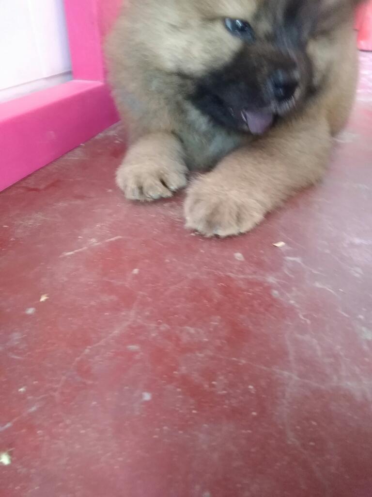 Cachorros Chow Chow