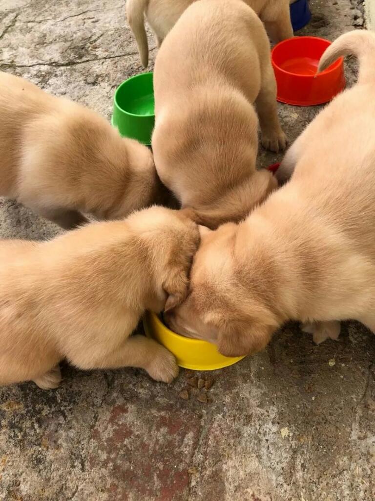 Cachorros Labrador Vendo Vacunados