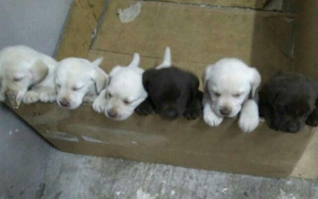 Cachorros Labradores Retrievers