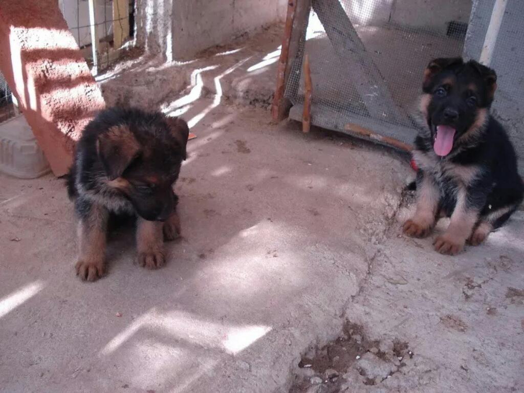 Cachorros Pastor Aleman Vendo a Tratar