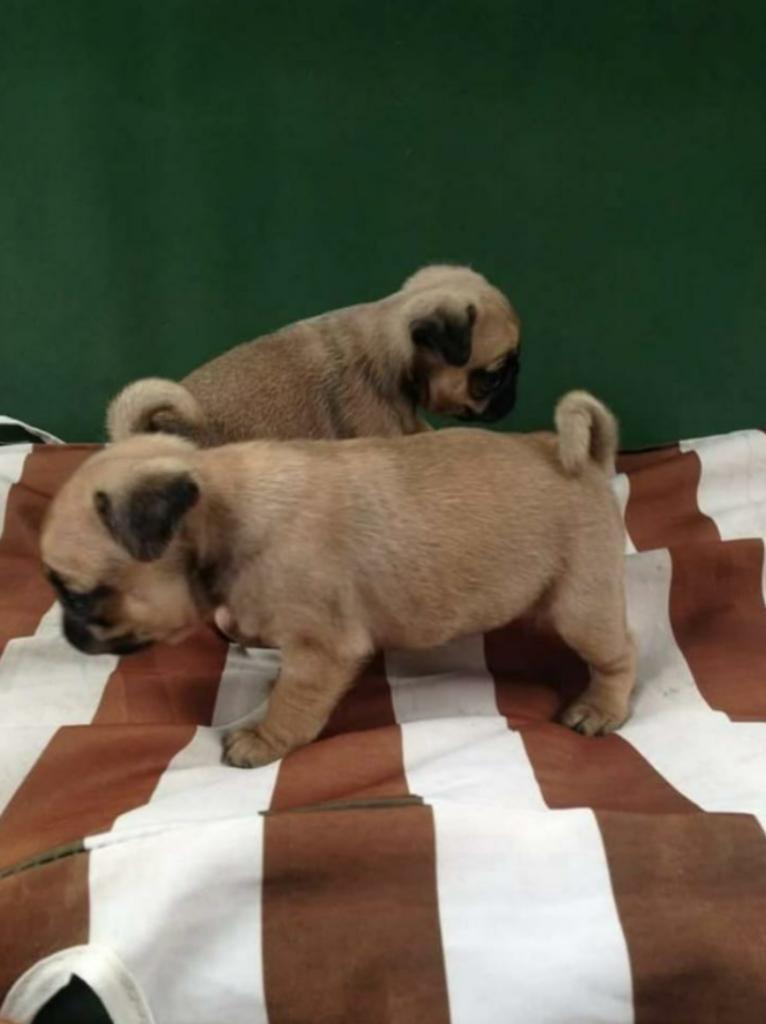Cachorros Pug