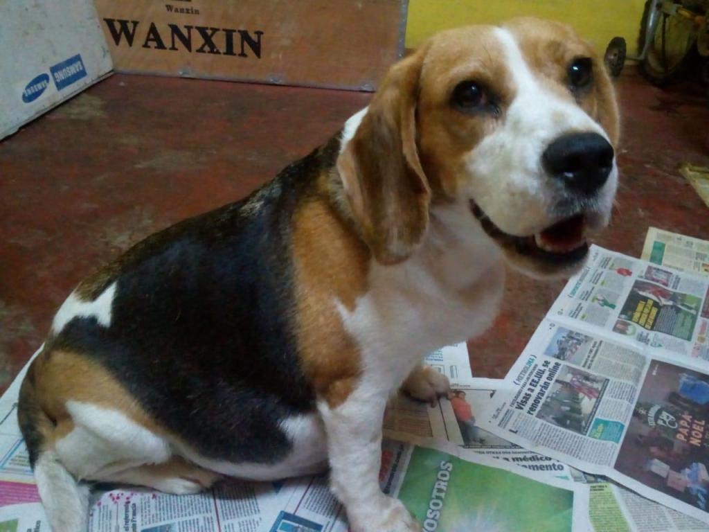 Camada beagle tricolor de buena genetica 