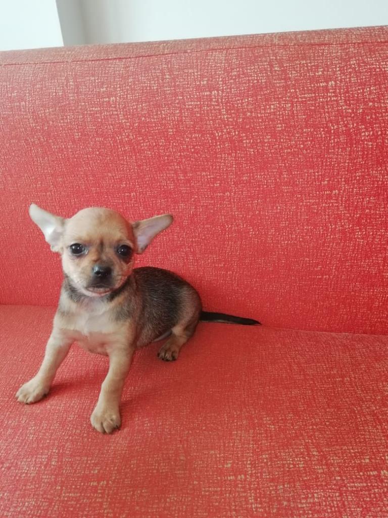 Chihuahua Hembra Ocasión
