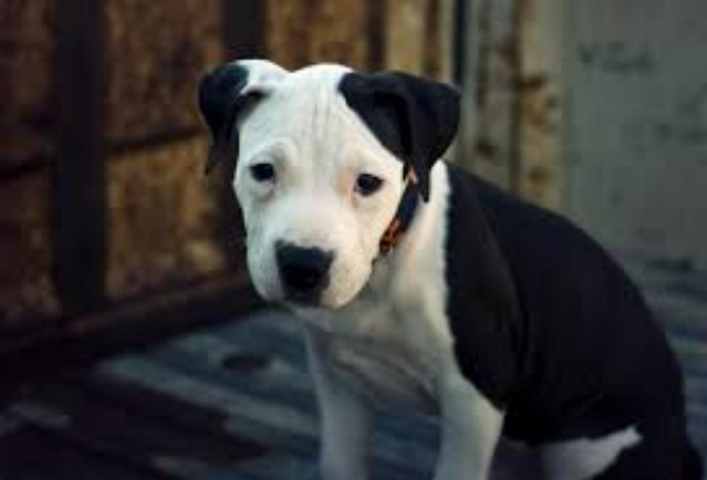 Deseo Adoptar Un Perrito Pitbull