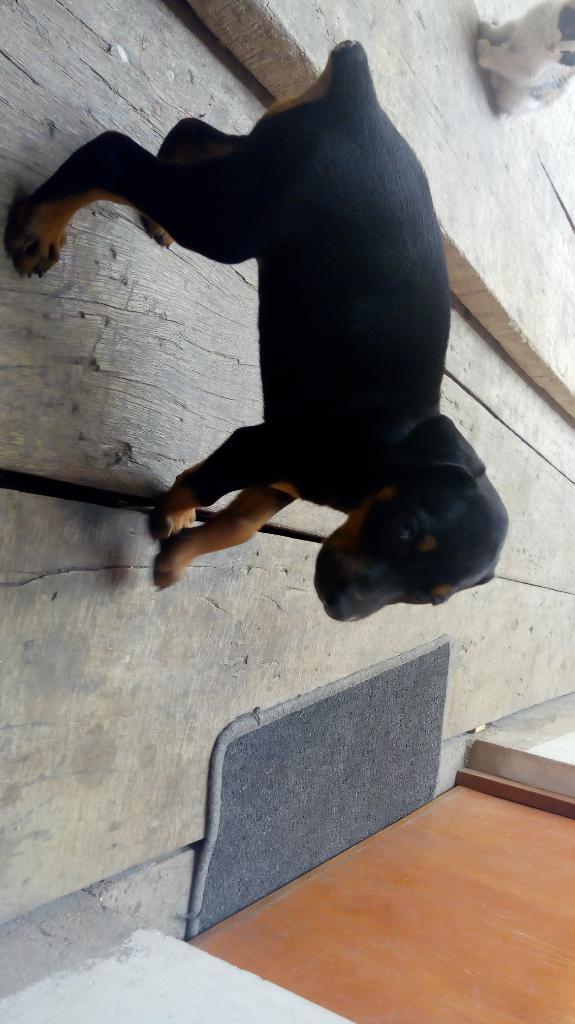 Doberman Hembra Negociable