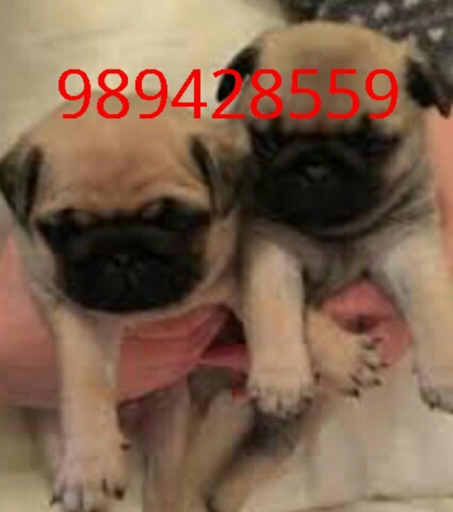 Excelentes Cachorros Pug