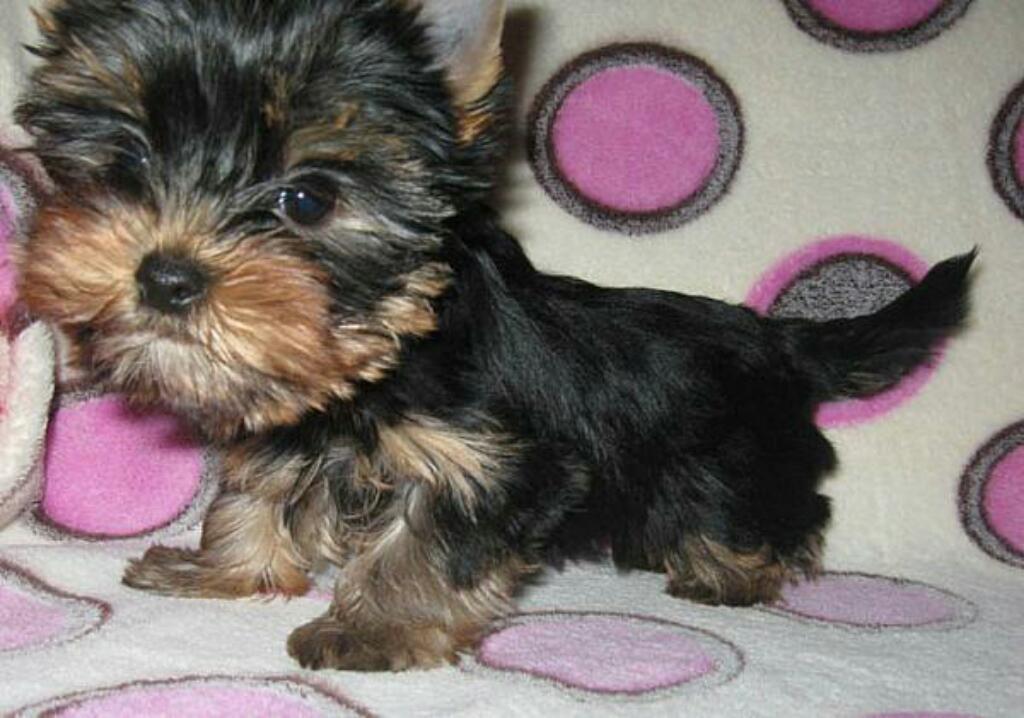 Finos Yorkshire Terrier Toy Yorky