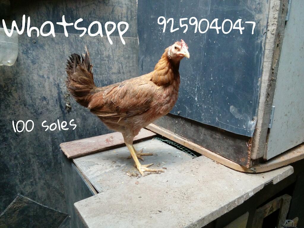 Gallina en Venta