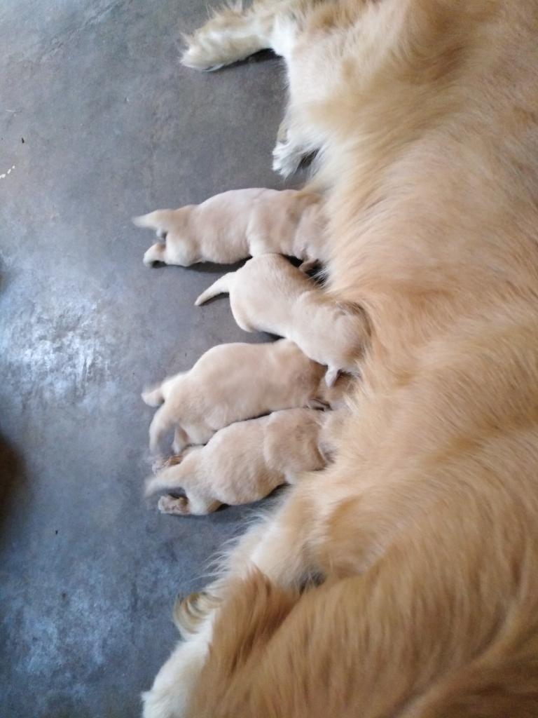 Golden Retriver