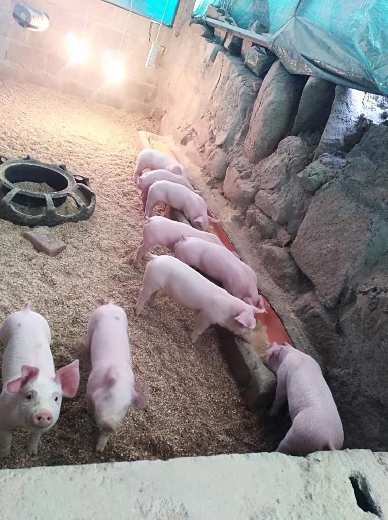Lechoncitos de kilos