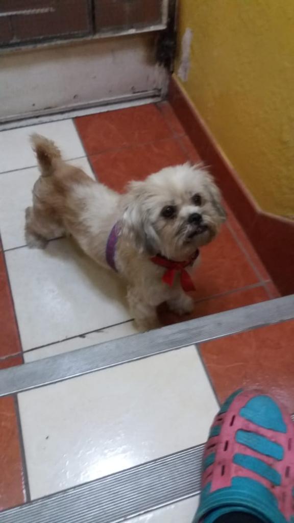 Lindisima Shitzu Busca Hogar