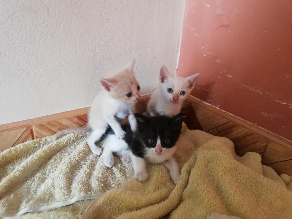 Lindos Gatitos en Adopción