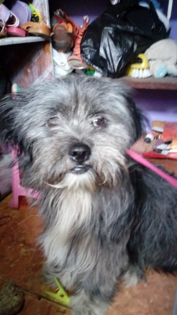 Machito Shitzu Busca Hogar
