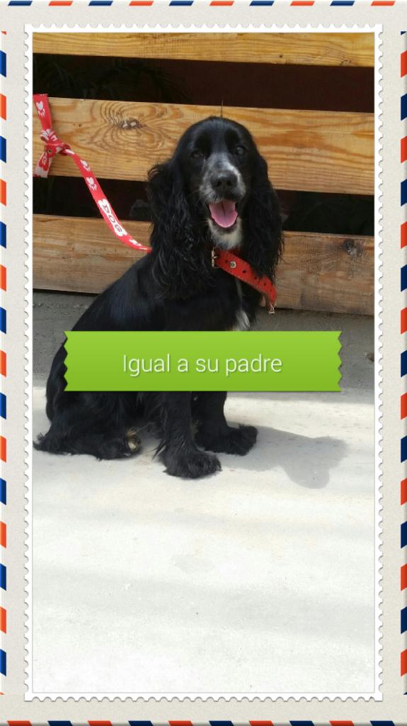 OCKER SPANIEL INGLES AUTENTICA DOCIL SUPER OREJONA CON