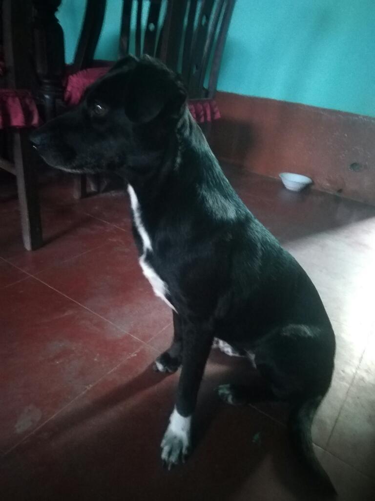 Perrita en Adopción