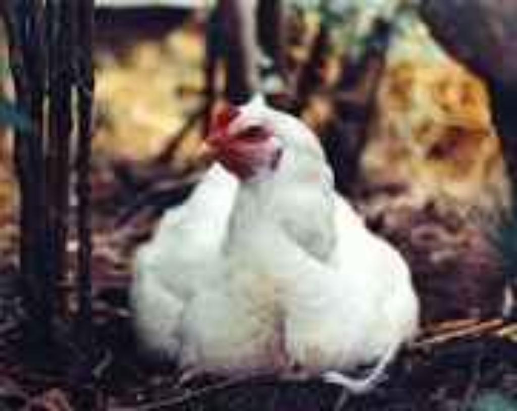 Pollos de Corral Sabor Imposible Vendo