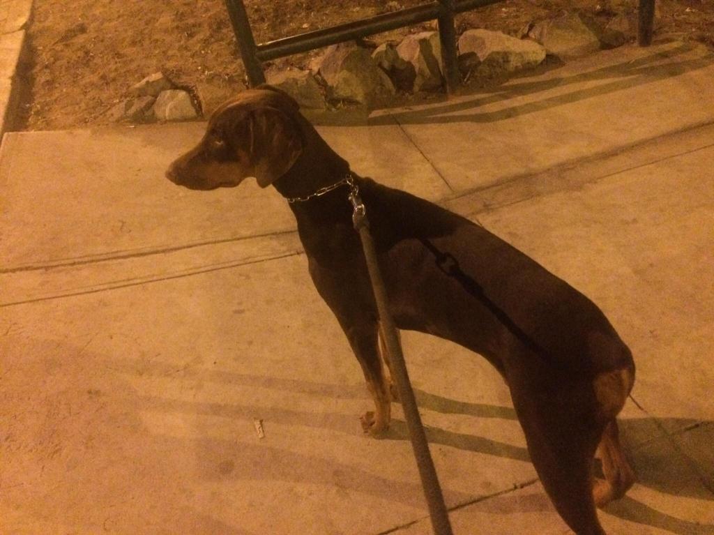 Regalo Mi Doberman