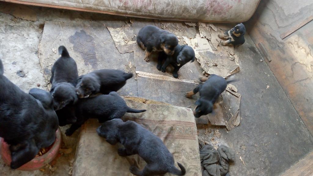 Rottweiler Cruce Adopcion