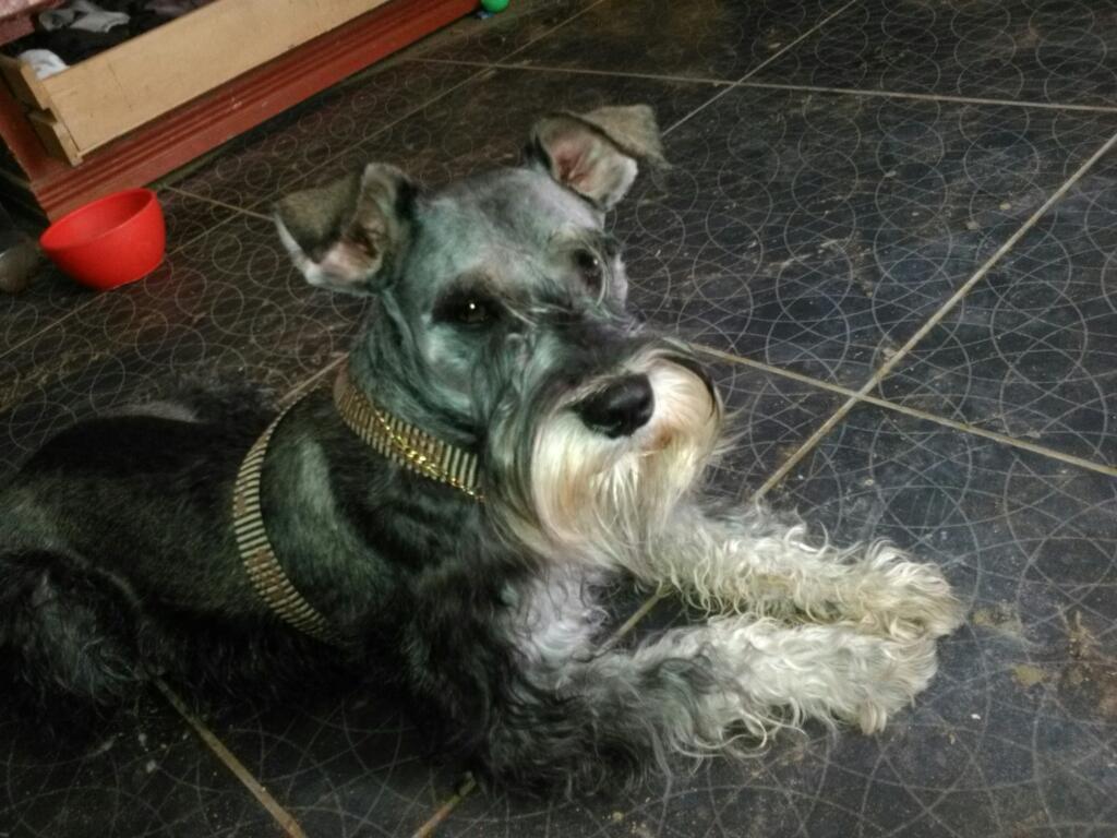 Schnauzer Mini para Mañana Mont