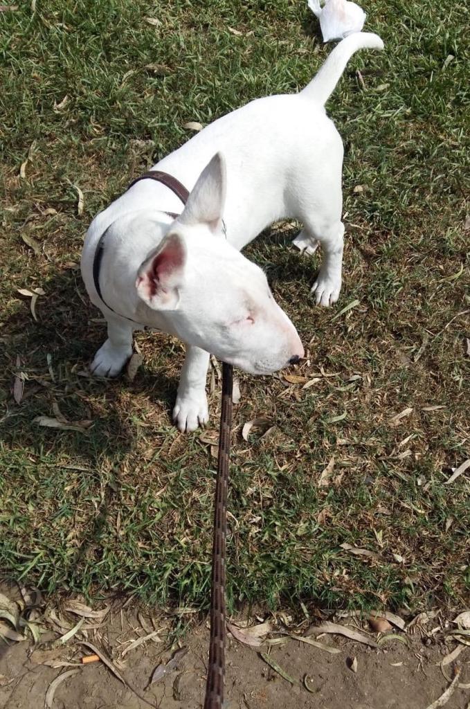 Vendo Bull Terrier