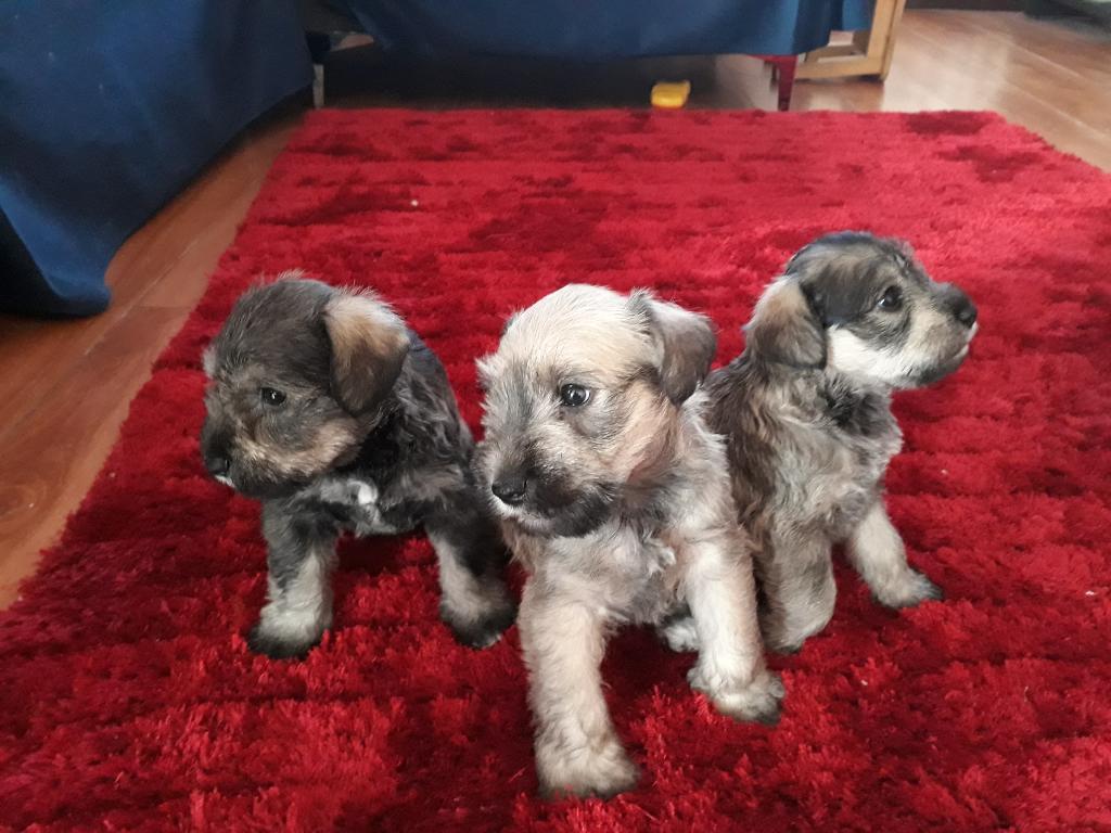 Vendo Cachorros Snauser 1 Mes de Nacidos