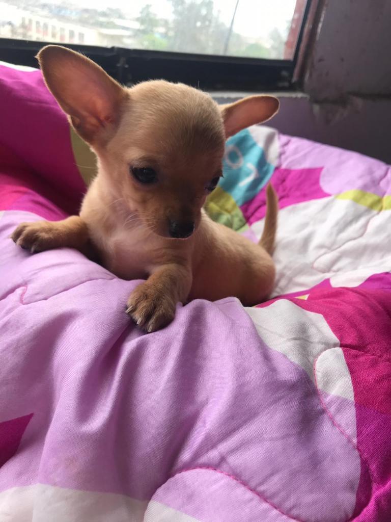 Vendo Chihuahua Toy Hembrita