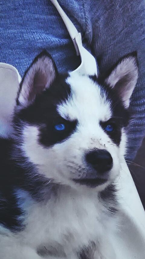 Vendo hermosos husky Siberian de manto negro y ojos azules