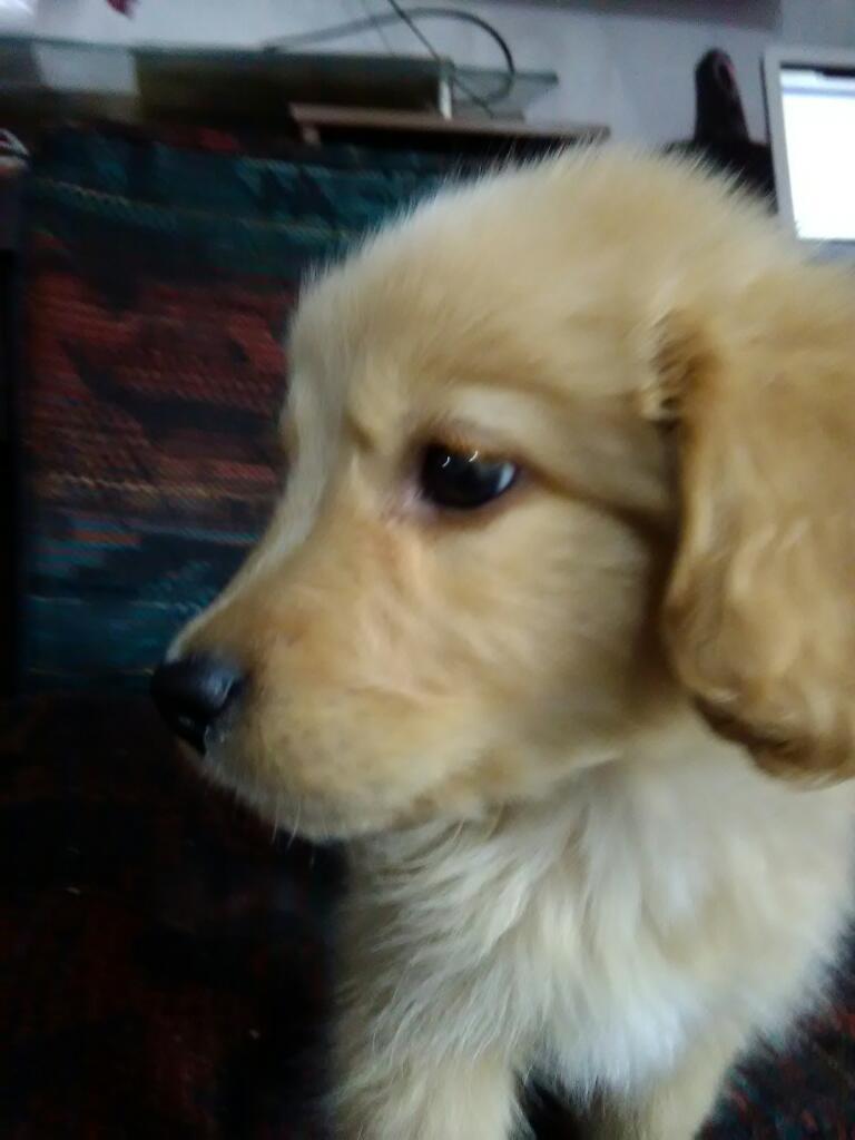 Venta de Cachorros Golden Retrievers