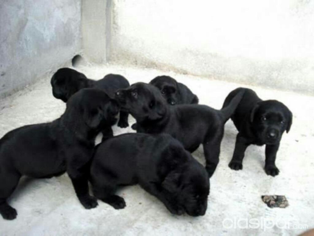 Venta de Cachorros Labradores Negros