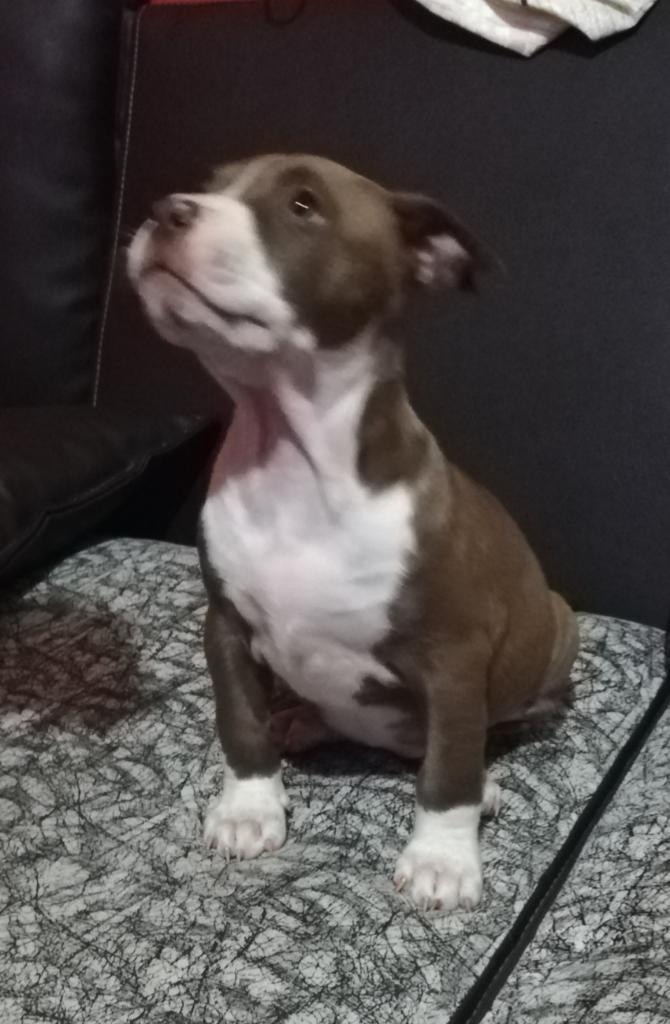 Venta de Cachorros Pitbull