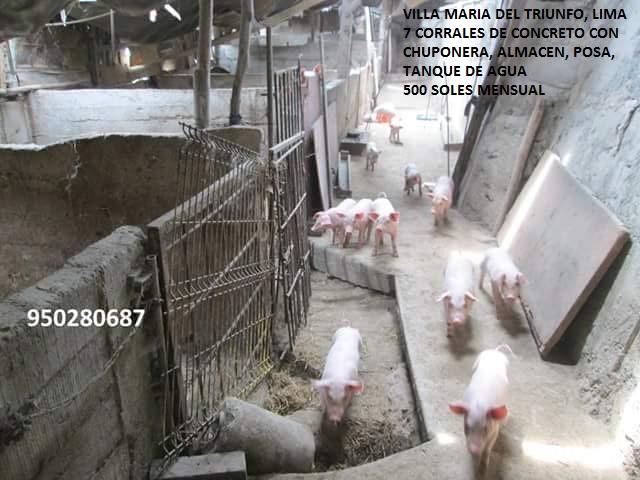 alquiler granja cerdo porcino local crianza animales chancho